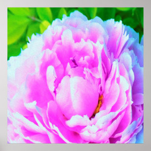 Poster Détail de fleur de pivoine double rose époustoufla