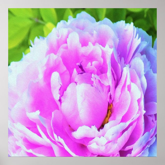 Poster Détail de la fleur de pivoine rose double (Devant)