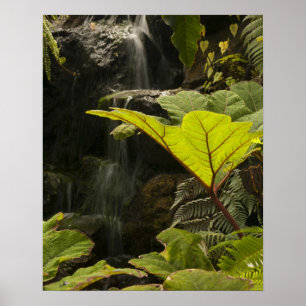 Poster Détail de plante dans un jardin botanique, Équateu