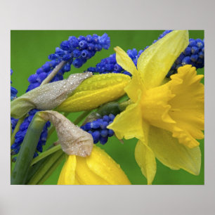 Poster Détail des fleurs de jonquille et de jacinthe. Cré