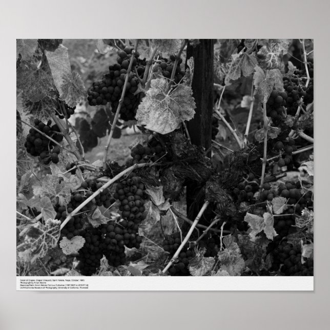 Poster Détail des raisins, vignoble de Draper, Napa, 1966 (Devant)
