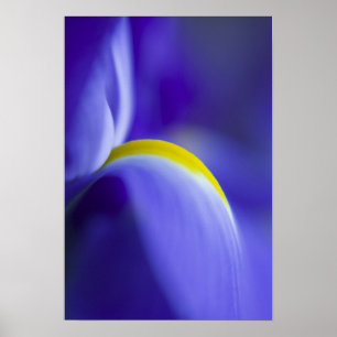 Poster Détail rapproché d'un iris Blue Flag.