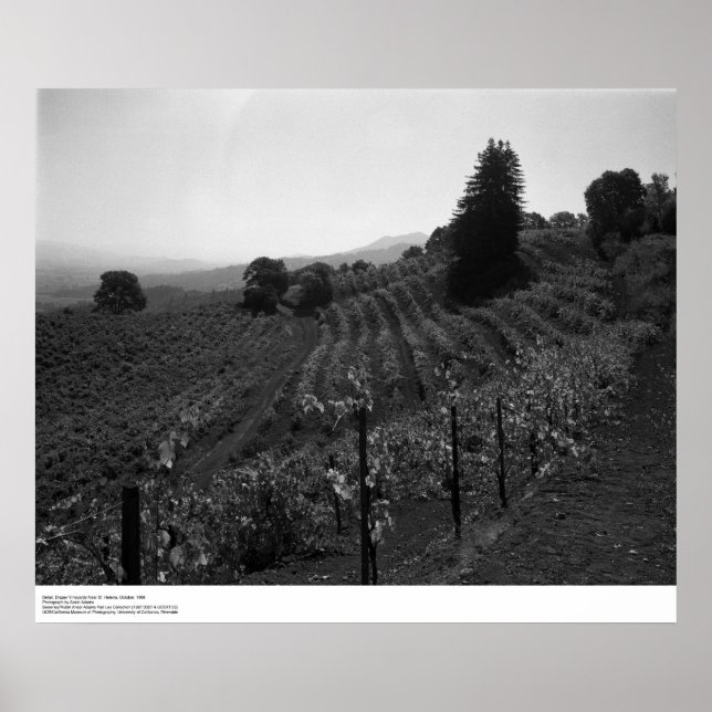 Poster Détail, Vignobles Draper près de St. Helena, 1966 (Devant)