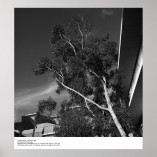 Poster Détails du campus, décembre 1966 par Ansel Adams