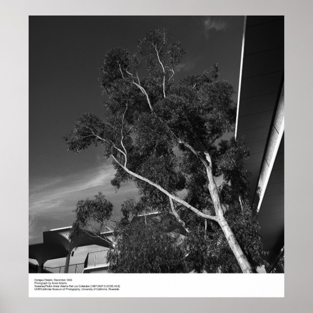 Poster Détails du campus, décembre 1966 par Ansel Adams (Devant)