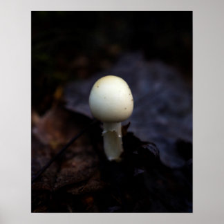 Poster Détruire le champignon Casquette de l'ange mort