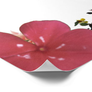 Poster Deutéronome 31, N'ayez pas peur, Flore rouge