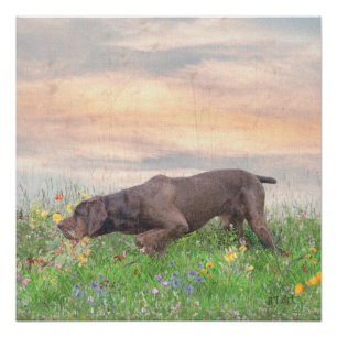 Poster Deutsch Drahthaar