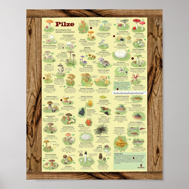 Poster " Deutschland : 2020 - Das große PILZe Bestimmungs (Devant)