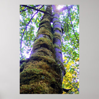 Poster Deux arbres
