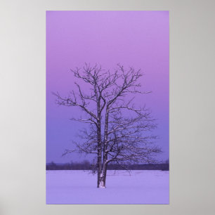 Poster Deux arbres à troncs à lever du soleil; Comté de C