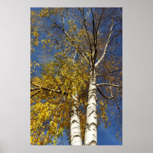 Poster deux arbres de bouleau