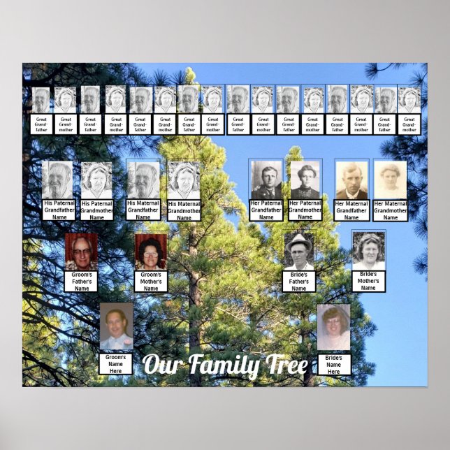 Poster Deux arbres de la famille Pine Trees Photo | Poste (Devant)