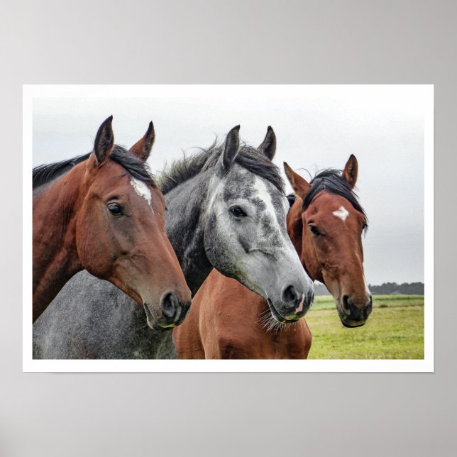 Poster Deux baies et un gris, trois chevaux dans une rang (Devant)