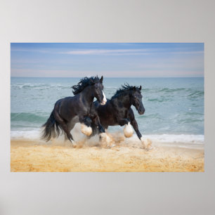 Poster Deux Beaux Chevaux De Rivière Sur La Plage