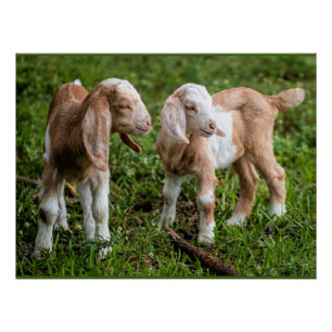 Poster Deux bébés chèvres de montagne
