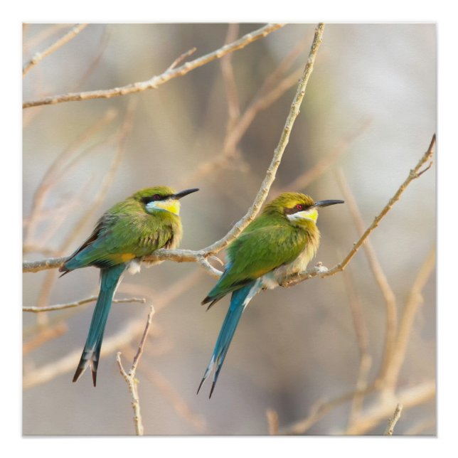 Poster Deux Bee-eaters (Devant)