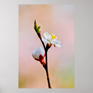 Poster Deux Belles fleurs japonaises d'abricot