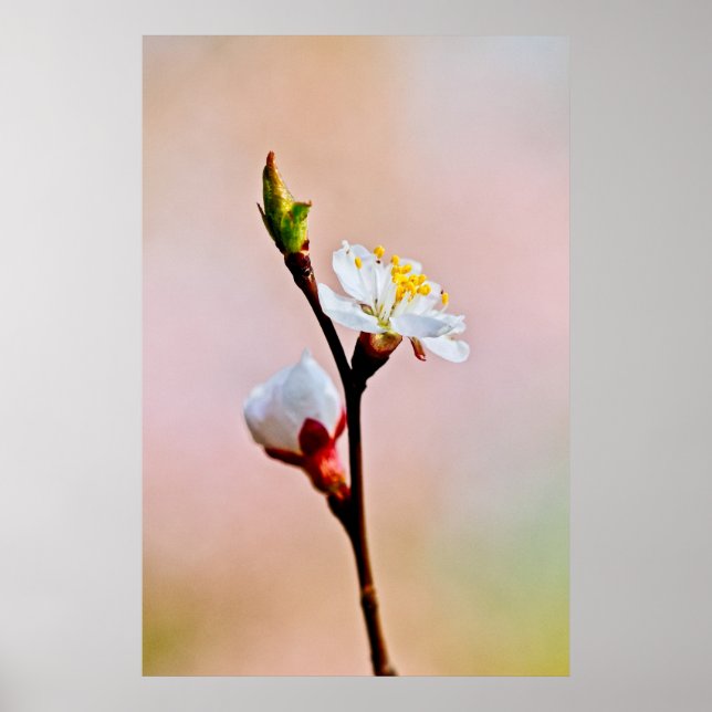 Poster Deux Belles fleurs japonaises d'abricot (Devant)