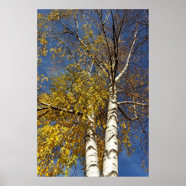 Poster deux bouleaux (Devant)