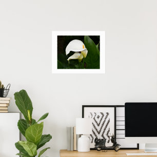 Poster Deux callas blancs Photographie florale