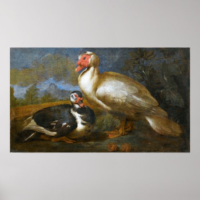 Poster Deux Canards moscovés dans un paysage (Devant)