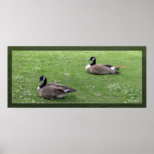 Poster Deux canards sauvages sur l'herbe verte. Animal pa