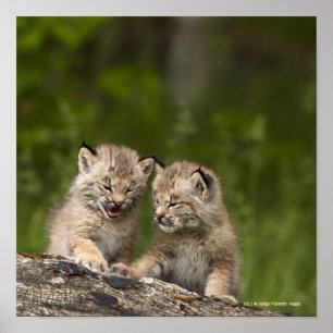 Poster Deux chatons de Canada Lynx jouant sur un rondin