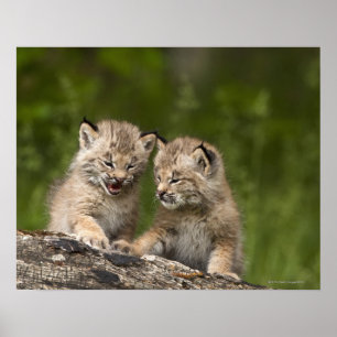 Poster Deux chatons de Canada Lynx (Lynx Canadensis)