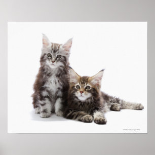Poster Deux chatons du chat coon du Maine
