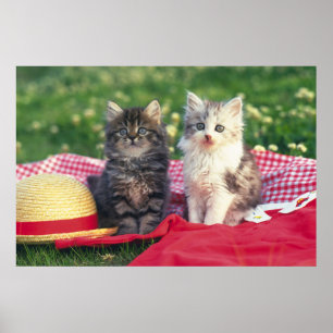 Poster Deux chatons se reposant sur une couverture