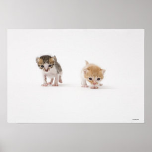 Poster Deux chatons sur l'arrière - plan blanc