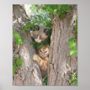 Poster Deux chatons sur un arbre