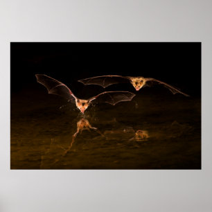 Poster Deux chauves-souris survolant l'eau, Arizona