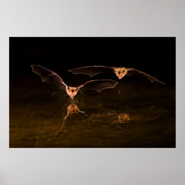 Poster Deux chauves-souris volant au-dessus de l'eau, Ari (Devant)