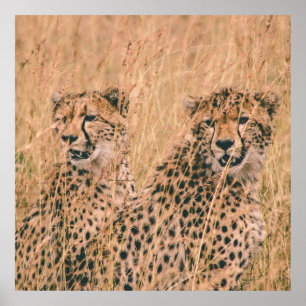 POSTER DEUX CHEETAH S'ASSEOIR SUR LE CHAMP LE JOUR