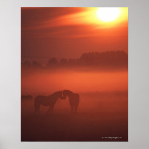 Poster Deux chevaux au coucher du soleil