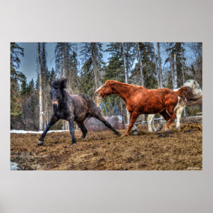 Poster Deux Chevaux Jouer Cheval Ranch Equine Photo
