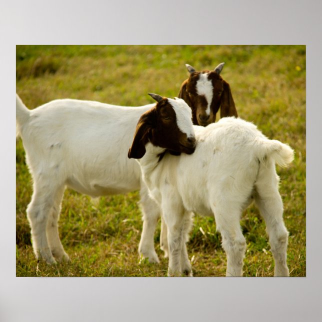 Poster Deux chèvres Boer mignonnes (Devant)