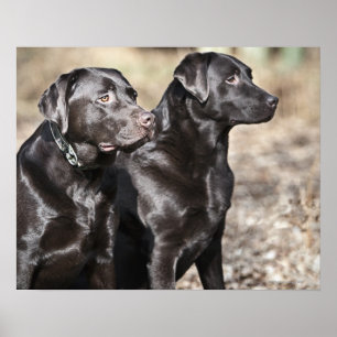 Poster Deux chiens d'arrêt de Labrador noirs