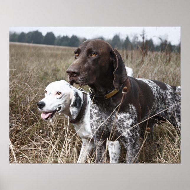 Poster Deux Chiens | Field, Houston, Texas (Devant)
