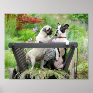 Poster Deux chiens par chiot carlin et Boston Terrier dan