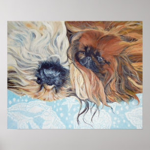 Poster Deux chiens Pékinois