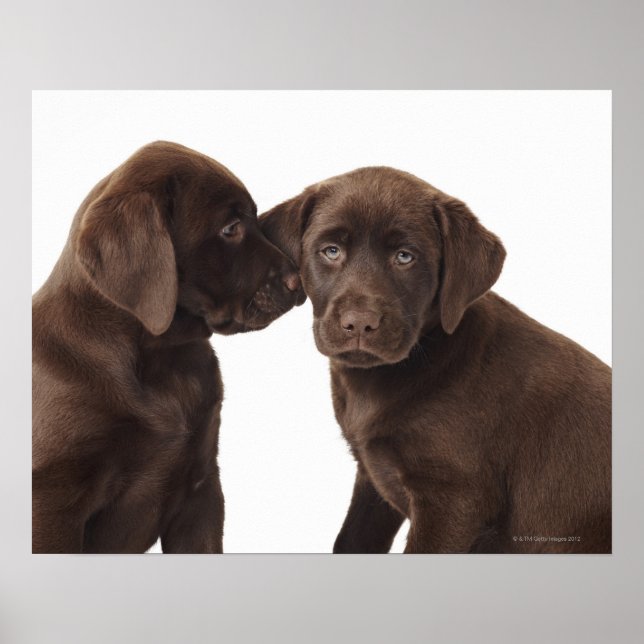Poster Deux chiots au chocolat Labrador Retriever (Devant)