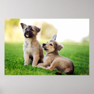 Poster Deux chiots bergers allemands