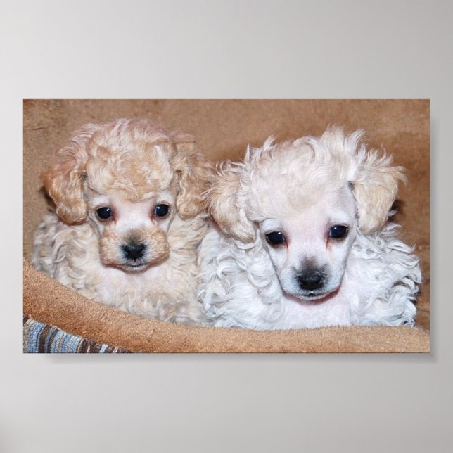 Poster Deux chiots de caniche à jouets en tan (Devant)