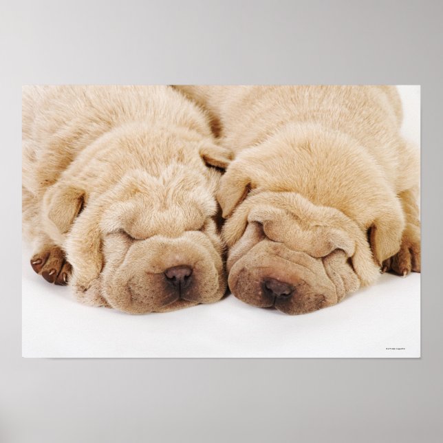 Poster Deux chiots Shar Pei dorment (Devant)