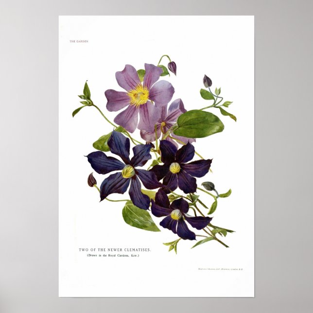 Poster Deux clémences (Devant)