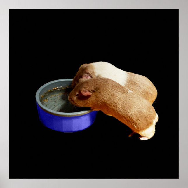 Poster Deux Cochons De Guinée Brown Et Blancs, (Devant)