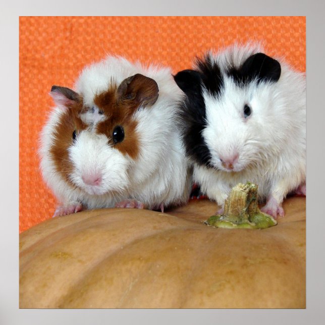 Poster Deux cochons de Guinée sur un Citrouille de fromag (Devant)